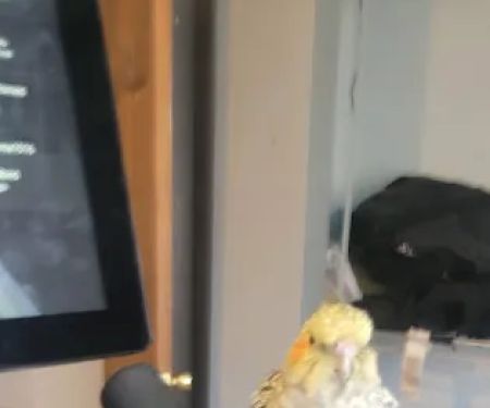 C&B Birds