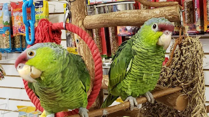 C&B Birds Picture 8