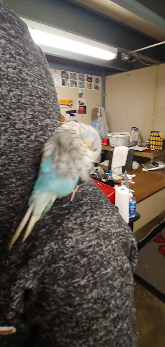 C&B Birds Picture 7