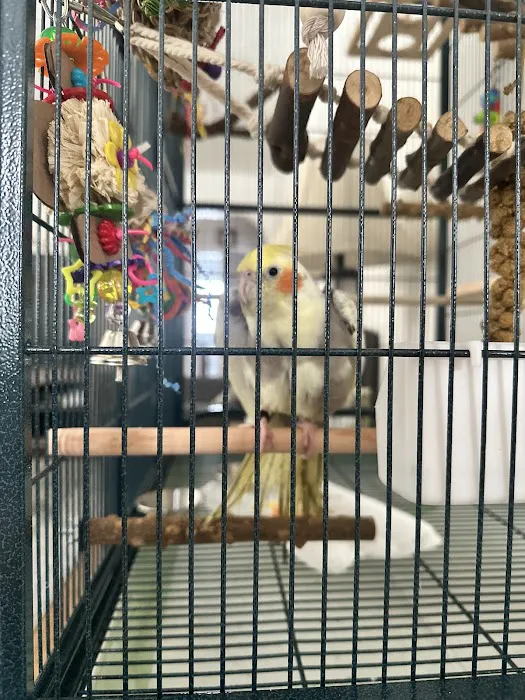 C&B Birds Picture 6