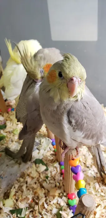 C&B Birds Picture 10