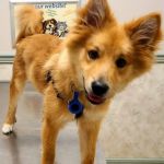 Cedar Lane Animal Clinic