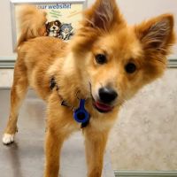 Cedar Lane Animal Clinic ico