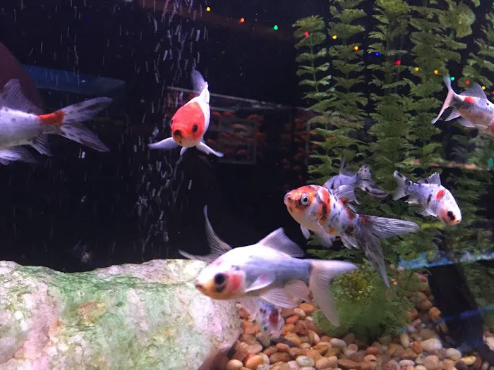 Petland Village of Eastside Picture 5