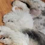Warren Township Animal Hospital - Anna Marie Gallo DVM