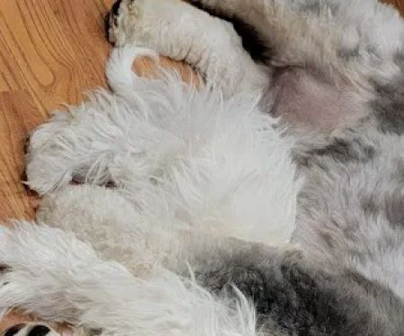 Warren Township Animal Hospital - Anna Marie Gallo DVM
