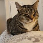 Bound Brook Veterinary Clinic