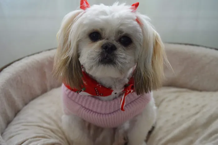 Happy Pets Veterinary Hospital, INC Picture 1
