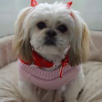 Happy Pets Veterinary Hospital, INC ico