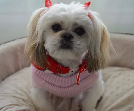 Happy Pets Veterinary Hospital, INC