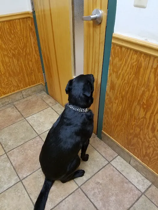 Murray Hill Veterinary Associates Picture 9