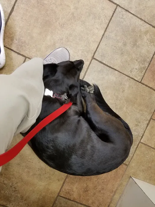 Murray Hill Veterinary Associates Picture 5