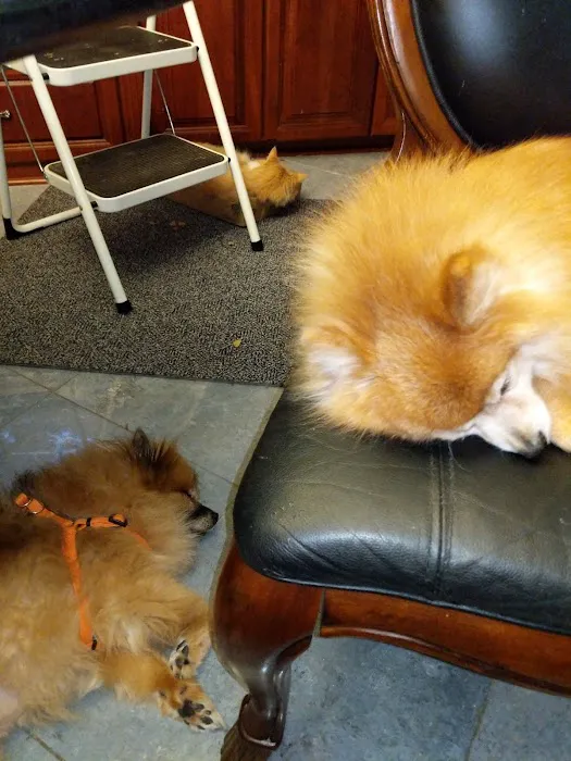 Murray Hill Veterinary Associates Picture 3
