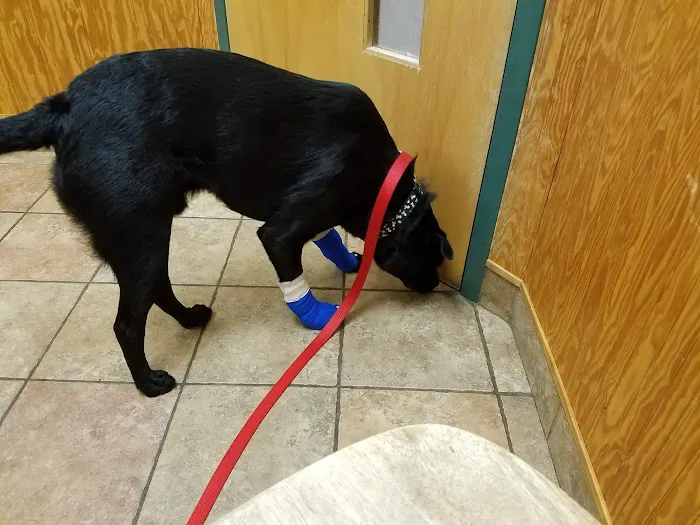 Murray Hill Veterinary Associates Picture 8