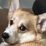 Murray Hill Veterinary Associates
