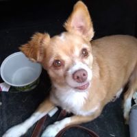 Chatham Animal Hospital ico