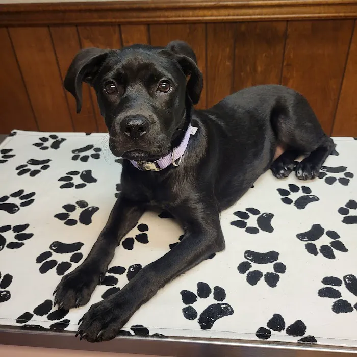 Madison Animal Hospital Picture 4