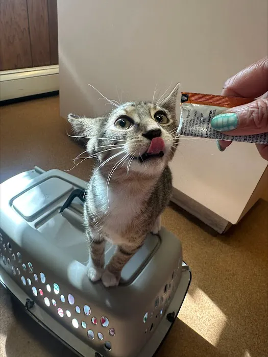 Madison Animal Hospital Picture 8