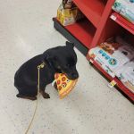 Petco