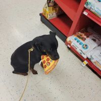 Petco ico
