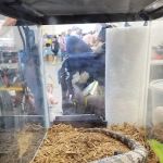 Pittsburgh Mega Reptile Expo