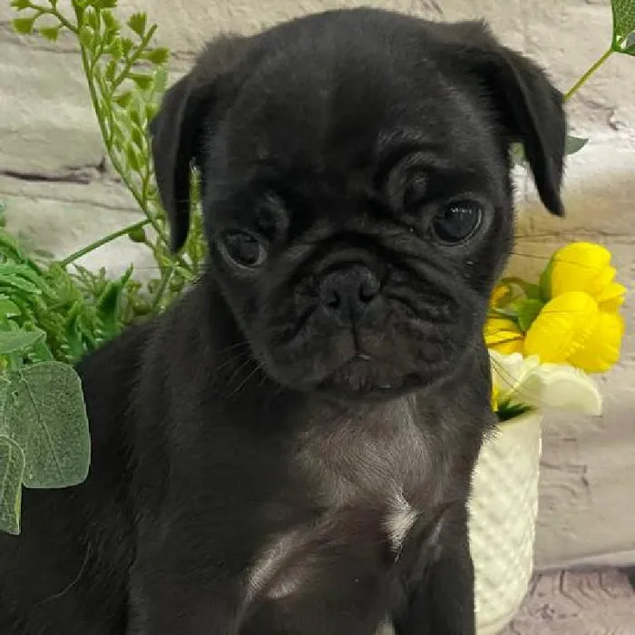 Petland Monroeville Picture 4