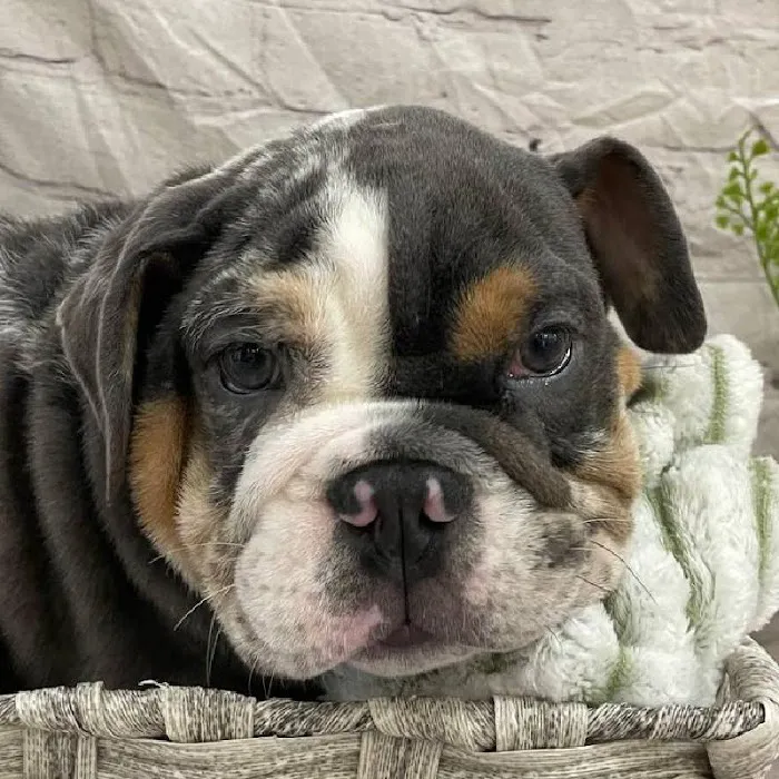 Petland Monroeville Picture 10