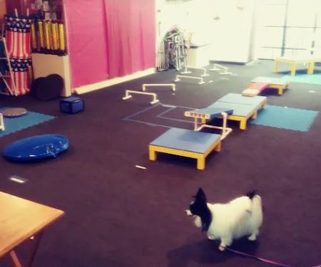 My Little Dog Shoppe