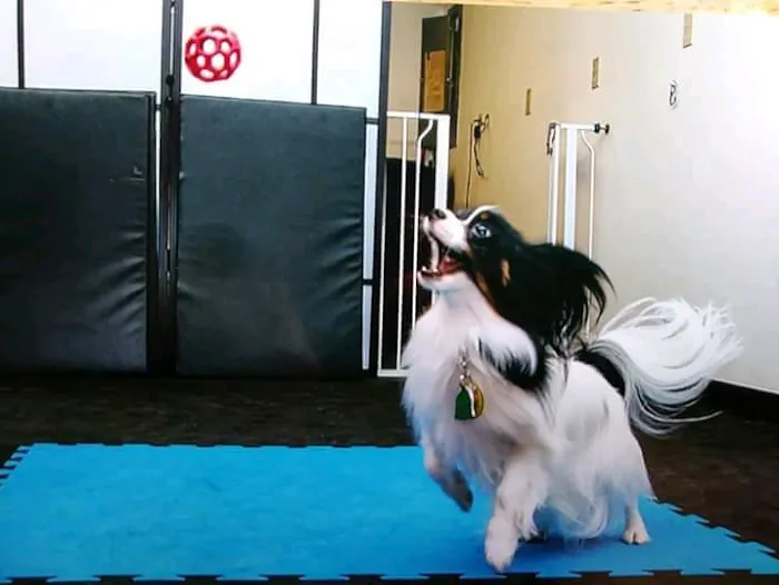 My Little Dog Shoppe Picture 6