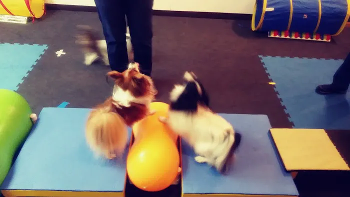 My Little Dog Shoppe Picture 7