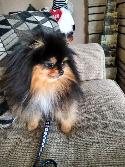 Petagogy Picture 6