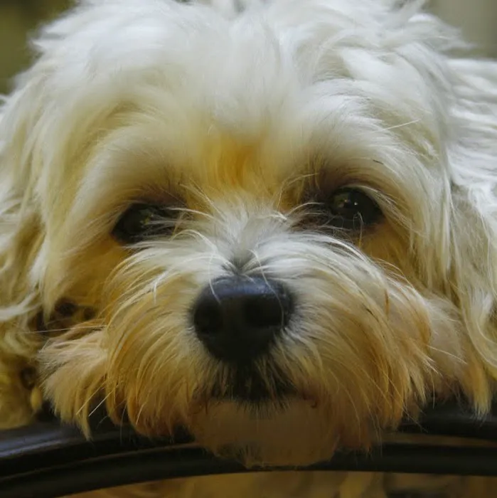 Roseland Animal Care Picture 1