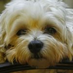 Roseland Animal Care