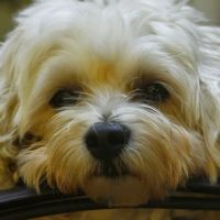Roseland Animal Care ico