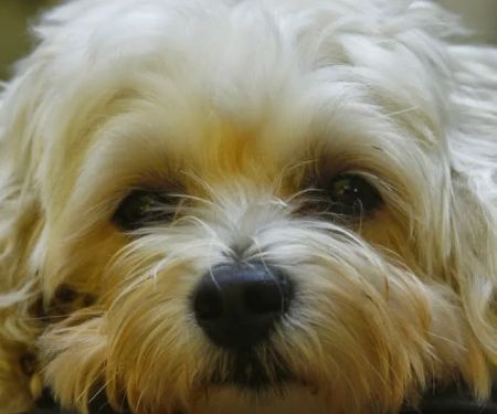 Roseland Animal Care
