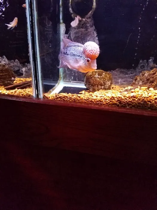 Wet Pets And Friends Picture 6