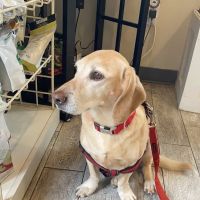 Veterinary Medical Center ico