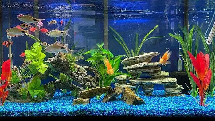 Cole’s Fish Tanks Picture 3