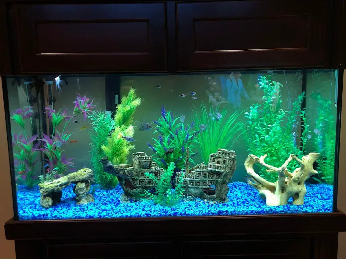 Cole’s Fish Tanks Picture 5