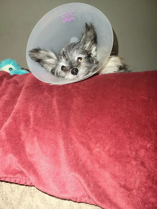 The Gentle Vet Picture 3