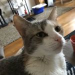 The Gentle Vet