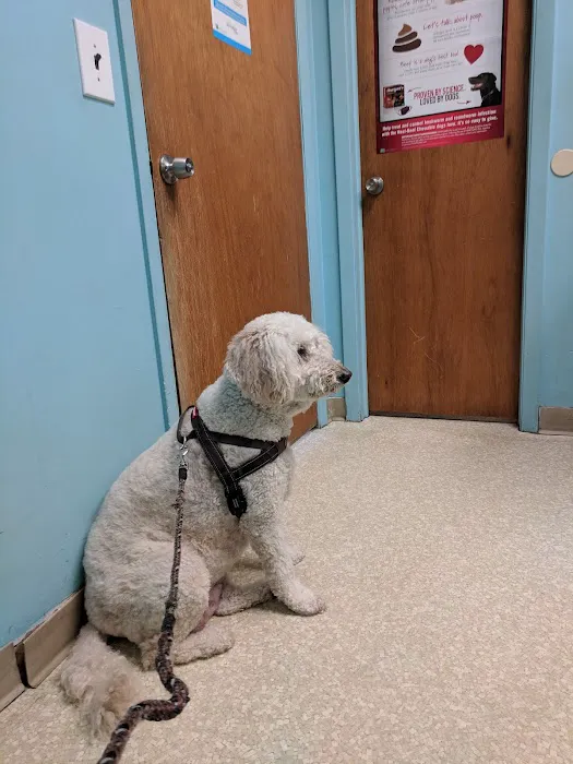 The Gentle Vet Picture 8