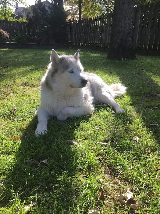 The Gentle Vet Picture 9