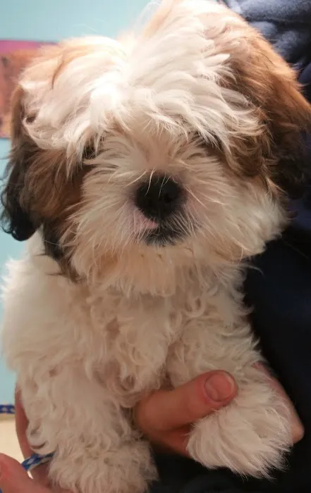 The Gentle Vet Picture 10
