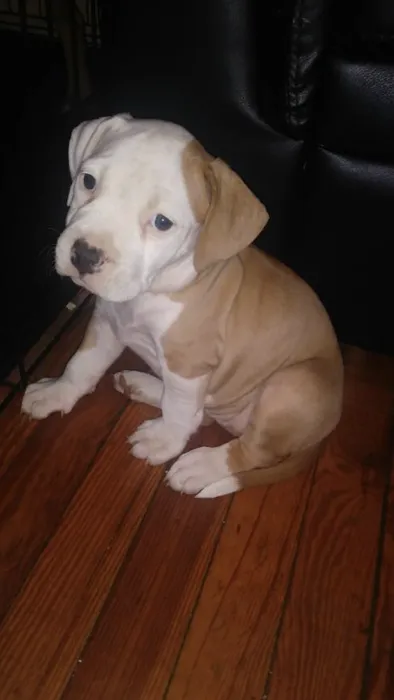 Livingston Animal Hospital Picture 7