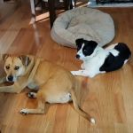 South Bay Veterinary Clinic