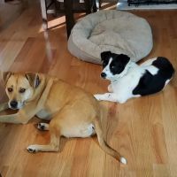 South Bay Veterinary Clinic ico