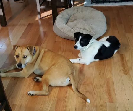 South Bay Veterinary Clinic