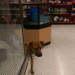 Petco