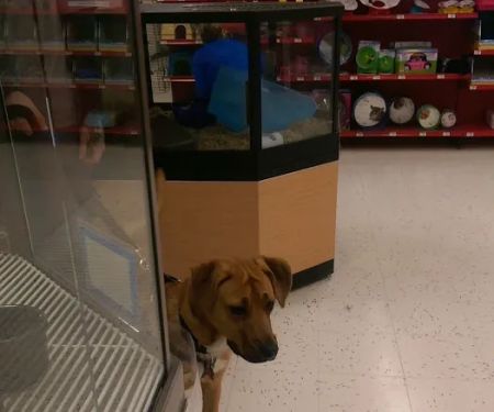 Petco